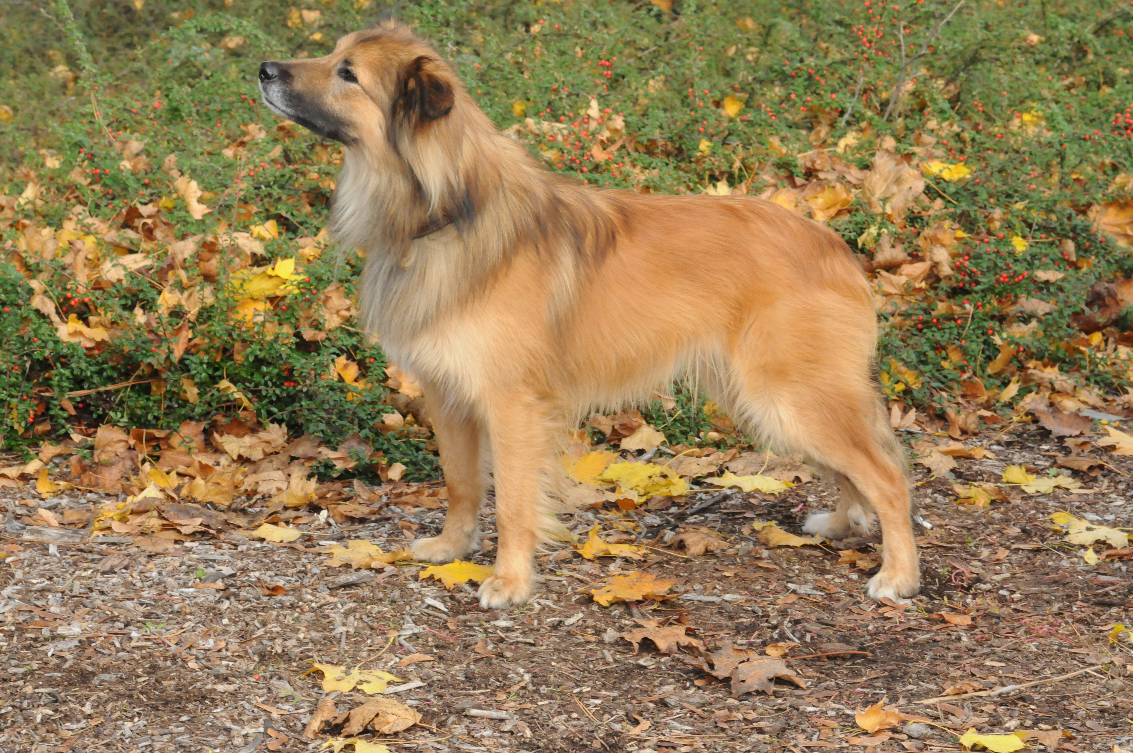 Pyrenees sales shepherd dog